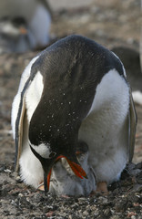 Naklejka premium Gentoo penguins (Pygoscelis papua)