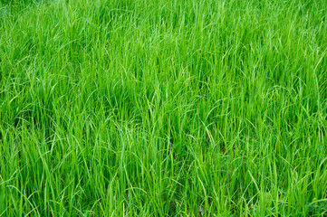 green grass