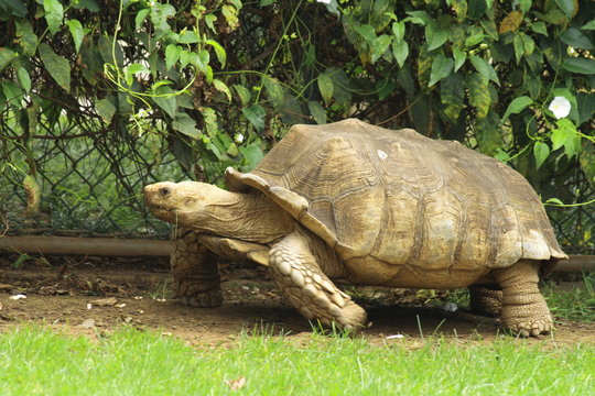 Schildkr&ouml;te