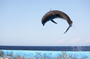 jumping dolphin
