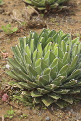 Fototapeta premium Agave