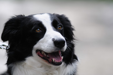 border collie