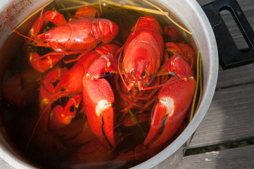 ´Red crayfish in a cooking bowl