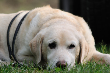 labrador bianco