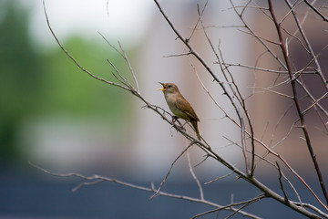 House Wren (troglodytes aedon)