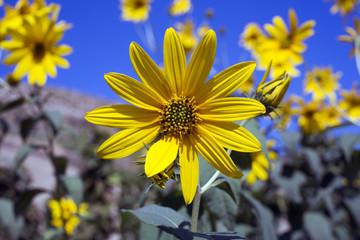 margherita con cielo blue sullo sfondo
