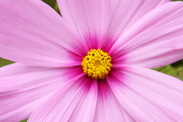 Fototapeta premium blumenhintergrund,kosmea