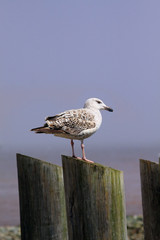 seagull sits on its wharf perch
