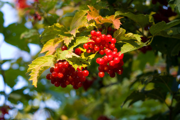 red viburnum barries in the sun