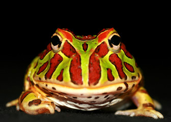 Ornate pac man frog/horned frog