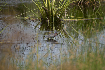 Little Green Heron