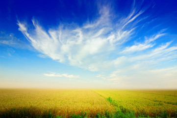 Golden wheat under blue sky