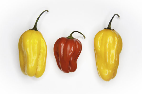 paprika