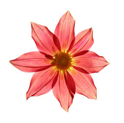 flower of the dahlia on white background
