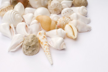 Various colorful seashells on white background
