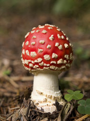 Poisonous Mushroom – Fly Agaric