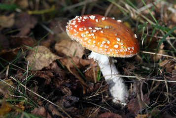 Fly agaric