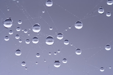 droplets on the cobweb