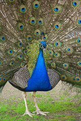 Obraz premium male peacock with tail feathers spread