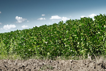 Fototapeta na wymiar Growth Soybeans