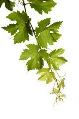 Weinranke