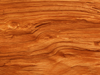 Textures   tree   oak