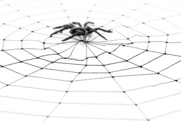 Spider Web