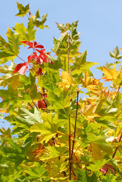 Autumn maple