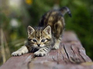 Kleine graue Katze streckt sich