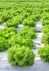 Lettuce fields