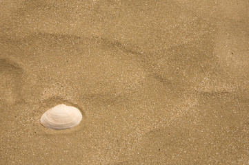 Fototapeta na wymiar Shell on sand on a beach