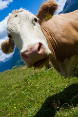 Naklejka na ściany i meble Alpine cow on green meadow