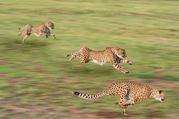 Geparden jagen