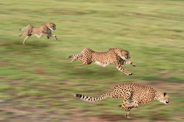 Geparden jagen © beckmarkwith