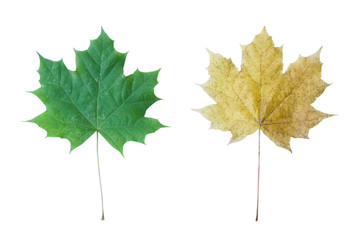 Two leaves. Green and yellow. isolated on white background