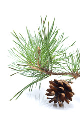 Fototapeta premium fir tree branch with cone