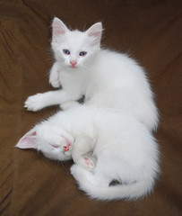 White Kittens on Brown Chair