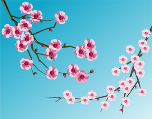 Illustration of cherry blossoms