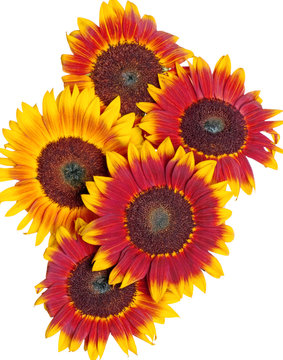 Mahogany Sunflowers