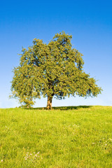 Idyllische Wiese mit Baum