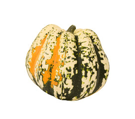 COLORFUL CARNIVAL SQUASH