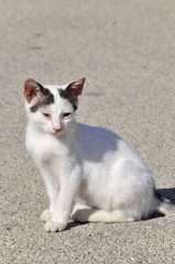 Fototapeta premium Diseased Greek cat