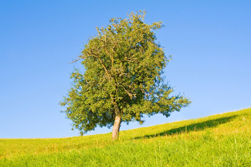 Obraz premium Idyllische Wiese mit Baum