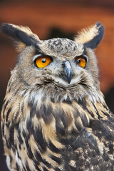 A European Eagle Owl
