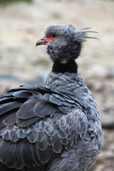 Halsband-Wehrvogel 7