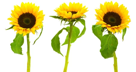 Rolgordijnen Image of a floral design - sunflowers isolated on white © Olivier Le Moal