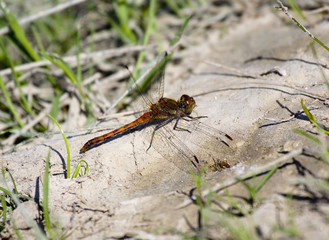 Libelle