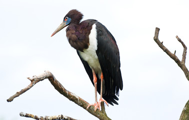 white bellied stork