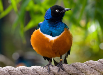 superb starling