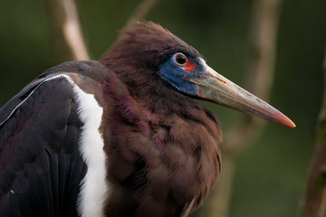 white bellied stork